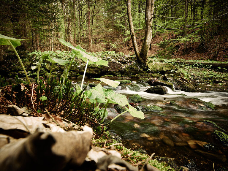 Ein kleiner Bach fließt durch einen moosbewachsenen Wald im Bayerischen Wald. Pflanzen und Laub rahmen das Wasser im Vordergrund ein.