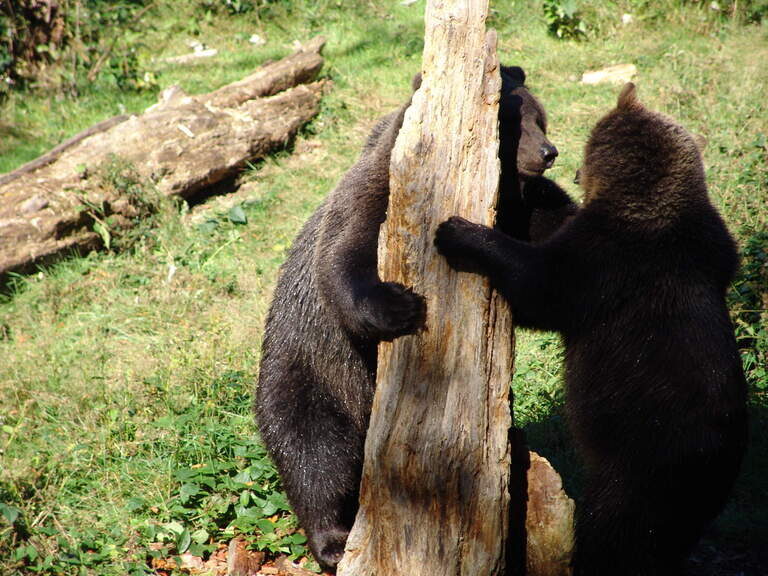 Zwei Bären spielen an einem Baumstamm im Freigelände des Nationalparks Bayerischer Wald.