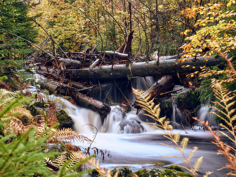 wildbach-totholz-herbst-bayerischer-wald-natur