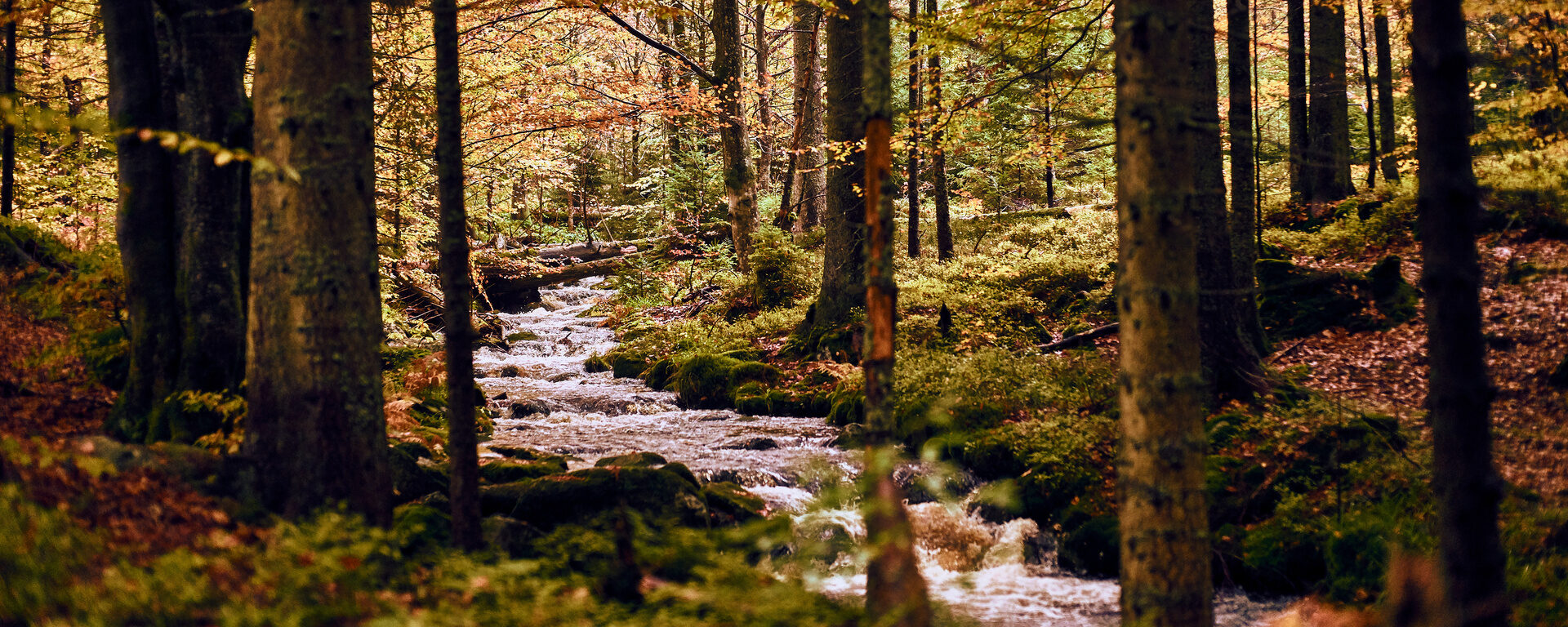 Ein kleiner Bach schlängelt sich durch einen herbstlichen Laubwald im Bayerischen Wald.