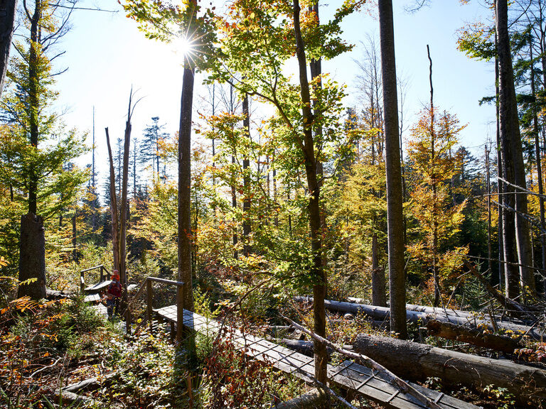 Ein Holzsteg führt durch herbstlichen Urwald im Nationalpark Bayerischer Wald. Sonnenlicht fällt durch die lichten Baumkronen.