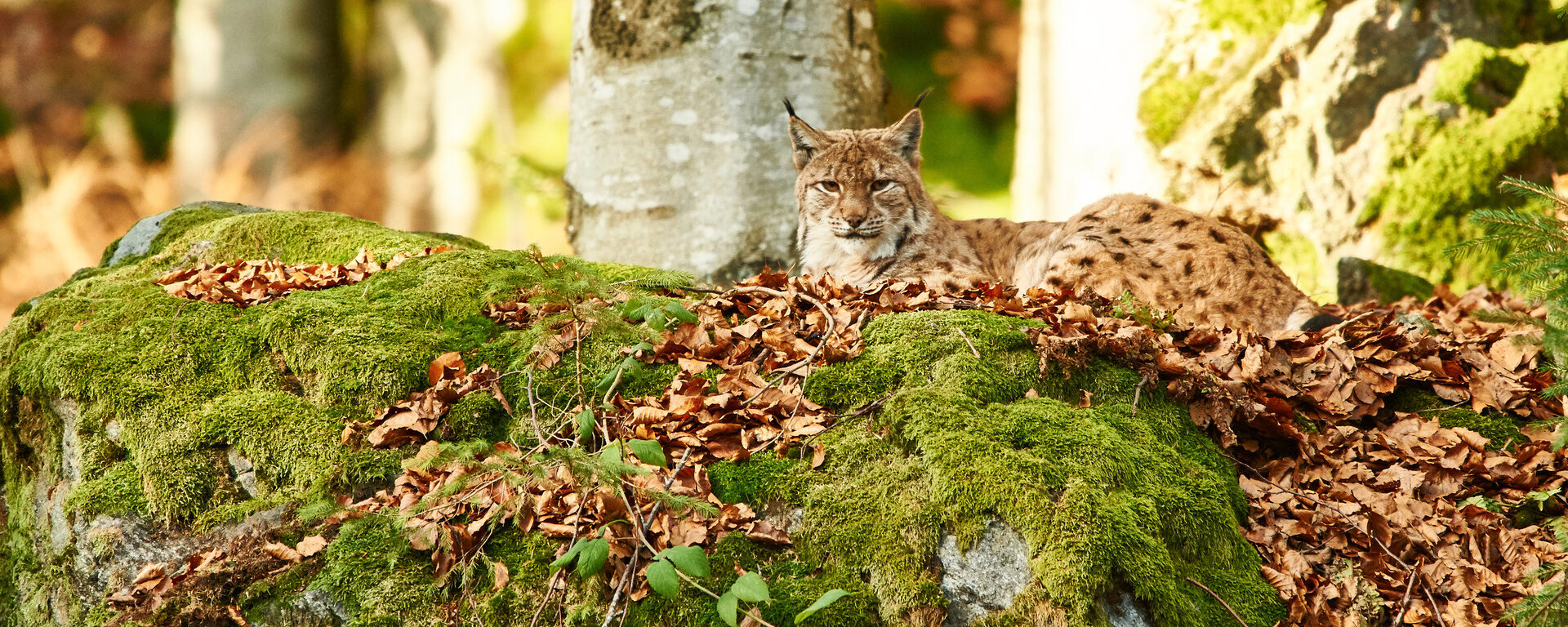 Ein Luchs ruht auf einem moosbedeckten Felsen im herbstlichen Wald. Die Szene zeigt ihn in seiner natürlichen Umgebung im Nationalpark Bayerischer Wald.