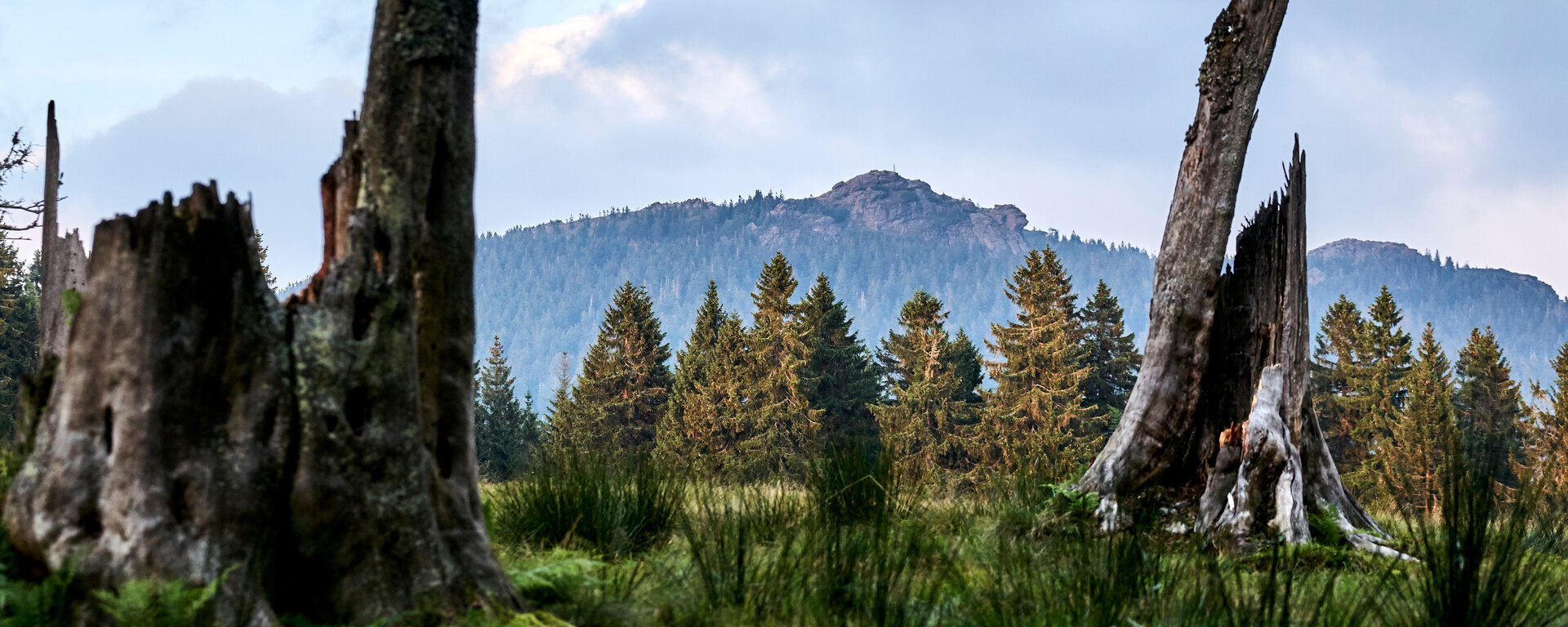 Tote Baumstämme stehen auf einer Lichtung im Nationalpark Bayerischer Wald.