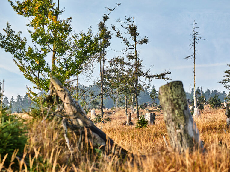Wilde Waldlandschaft mit abgestorbenen Baumstämmen und junger Vegetation im Nationalpark Bayerischer Wald, Zeichen natürlicher Waldentwicklung.
