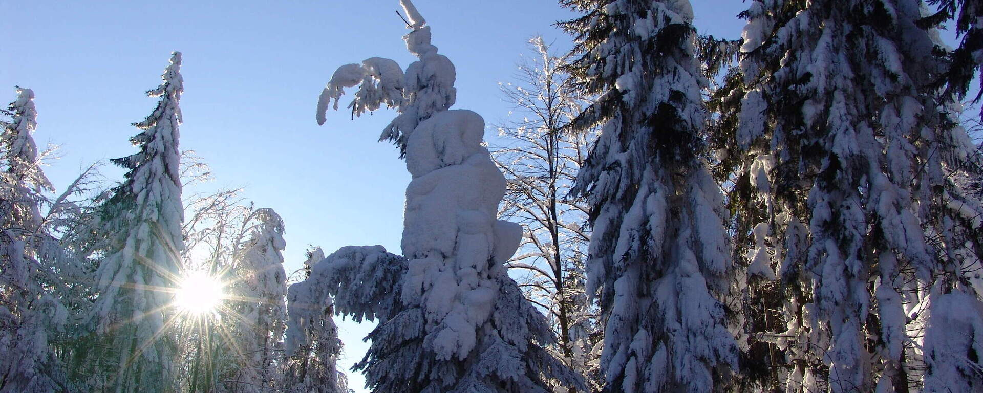 Die Sonne bricht durch die verschneiten Bäume im Bayerischen Wald. Der Winterwald wirkt ruhig und märchenhaft.