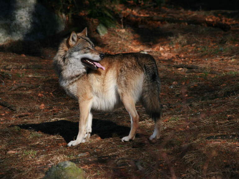 Ein Wolf steht aufmerksam im lichten Wald des Nationalparks Bayerischer Wald.